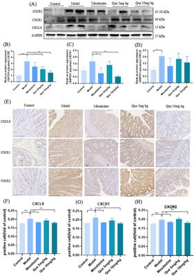 Quercetin alleviates ulcerative colitis through inhibiting CXCL8-CXCR1/2 axis: a network and transcriptome analysis